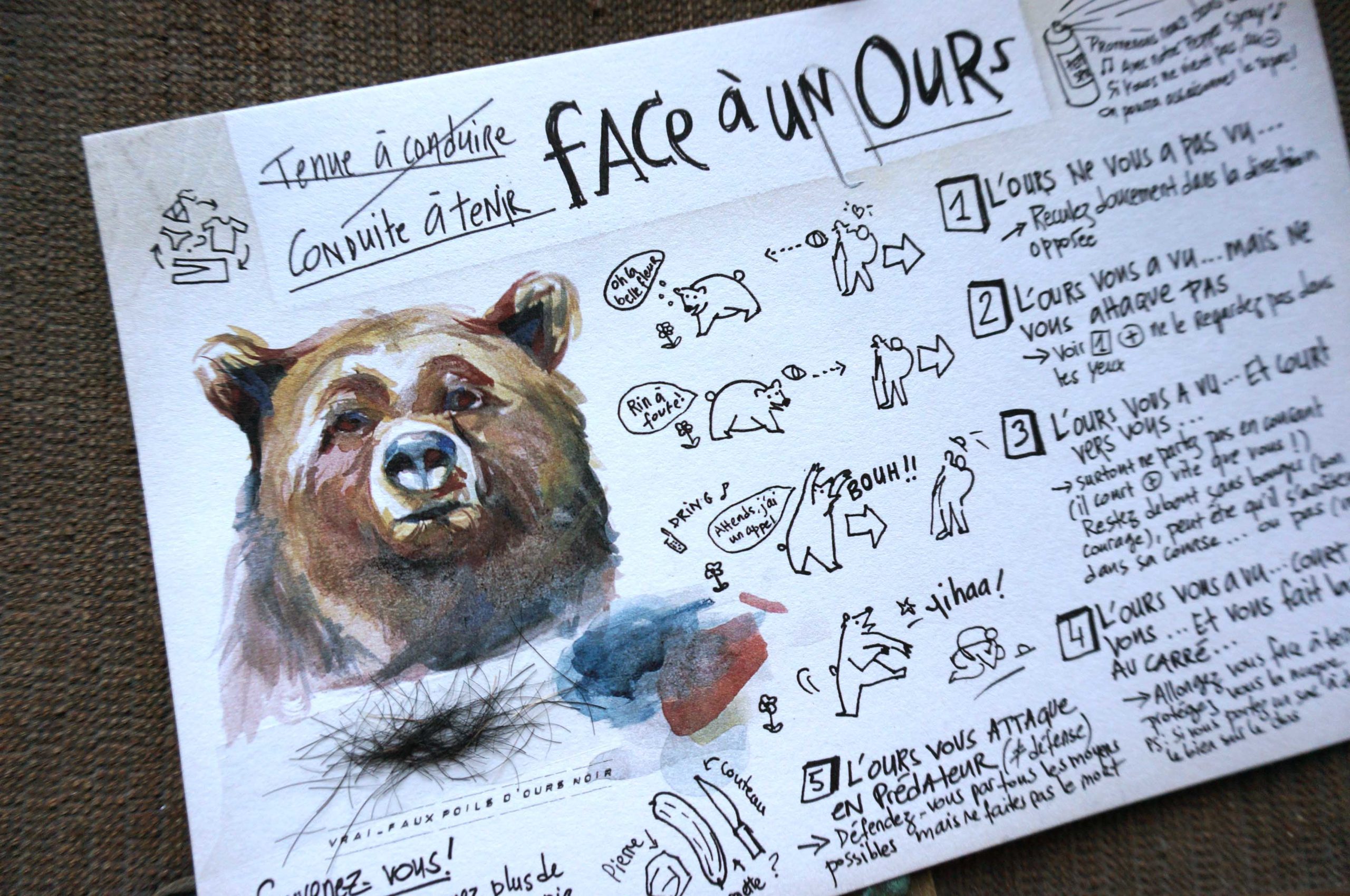 conduite a tenir face a un ours